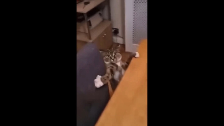 “The Real Reactions When Cats Get Spooked”