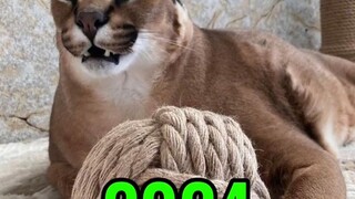 สถานการณ์ปัจจุบันของมีมสุดฮิตทั่วอินเทอร์เน็ต ตอนที่ 4