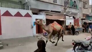 camel Ki Qurbani gona failed