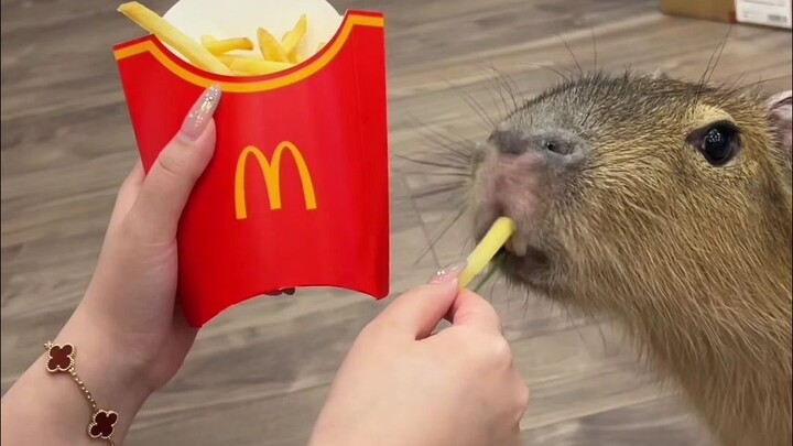Can you believe it, fam?! Capybaras get carb-dizzy! They pass out after eating fries!