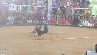 3rd fight | Catigbian Cock Pit | LWLW