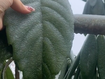 فن التجميد في الجنوب