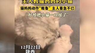 猫咪第一次当妈，没经验，主人教猫妈妈叼小猫