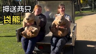 Those hilarious animal videos!