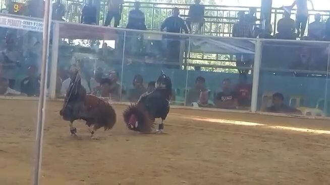 unang panalo Kaso Bali ang tarian Ng chocolate gold.