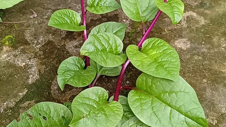 গাছ