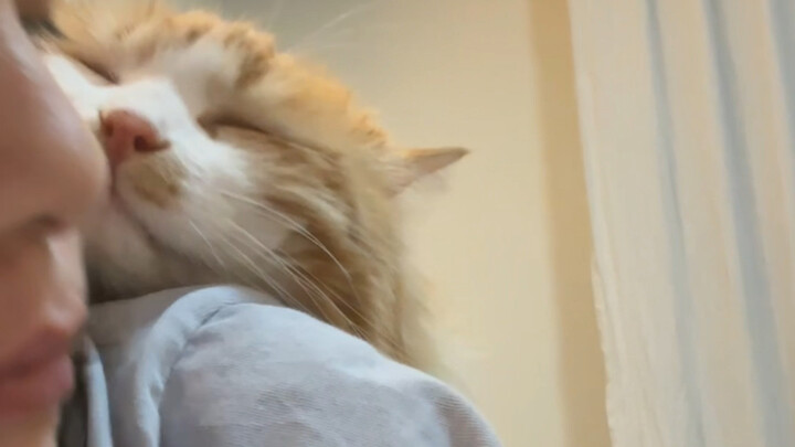 When I deliberately let the kitten slide off while it’s sleeping… hahaha!