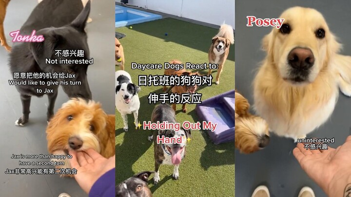 Sekolah Penitipan Anjing: Mengulurkan Tangan untuk Melihat Reaksi Anjing – Bagian 2