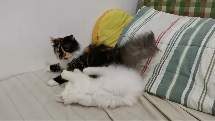 Mama vs Sola kitten ||Clowderzone