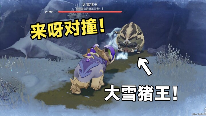全网首发！让突角龙和大雪猪王对撞！