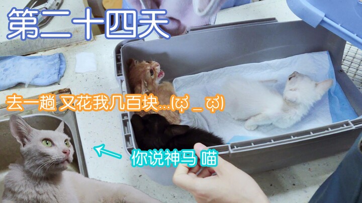 القطة المشردة انتقلت للعيش في منزلي [اليوم الرابع والعشرون]