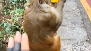 ใช้ปัญญาและกล้าหาญสู้กับพี่วานร