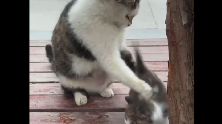 The little kitten, just rescued by a passerby, got kicked back into the water by its mom. Hahahaha!