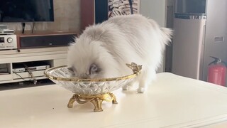 Một con mèo điện tử rất sở hữu