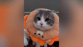 Ai nớp duuu 💖 cat catsoftiktok cutecat catlover fyp foryou