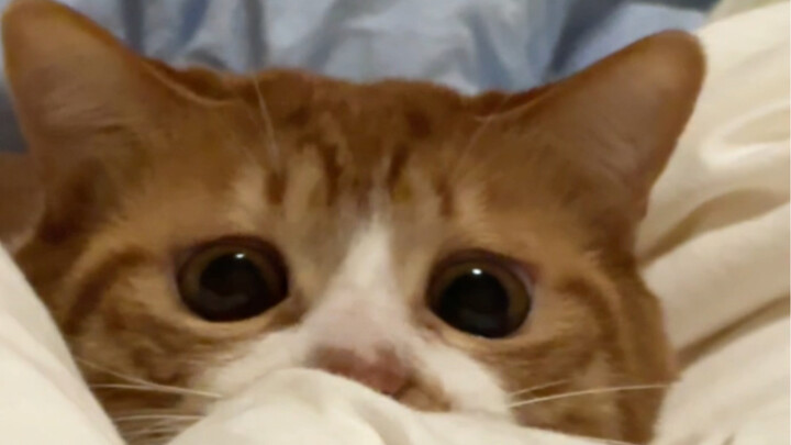 Big-eyed Lue Lue Lue