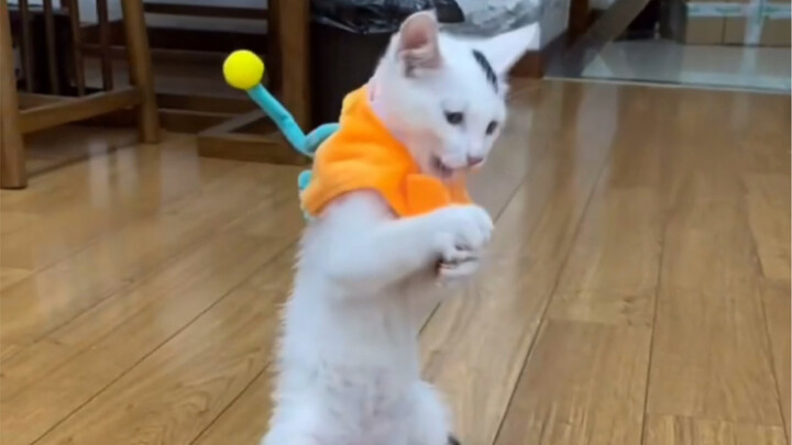 A Gift of a Pinch of Black as a Reward