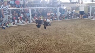 2cock derby champion 🏆