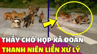 Đám chó ở Côn Đảo đang 'HỌP XÃ ĐOÀN' thì bị gank không trượt phát nào 😂 Gâu Đần