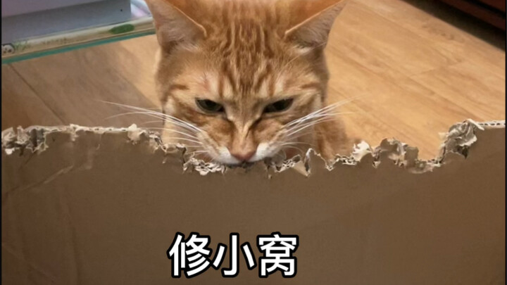 Sudah Tahun Baru Imlek, hari sibuk Tuan Ju belike: