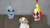 Dog vs Severed Heads สุนัขตลก Maymo
