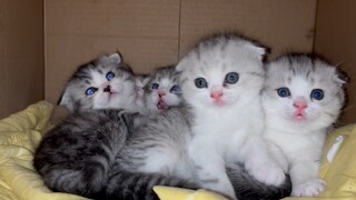 Dạy ông già thở ra😽
