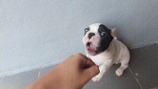 นำโชค