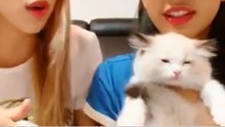 Lisa Vlive