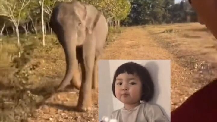 Chú voi con: Có một người bố thế này thì thật là khó chiều!