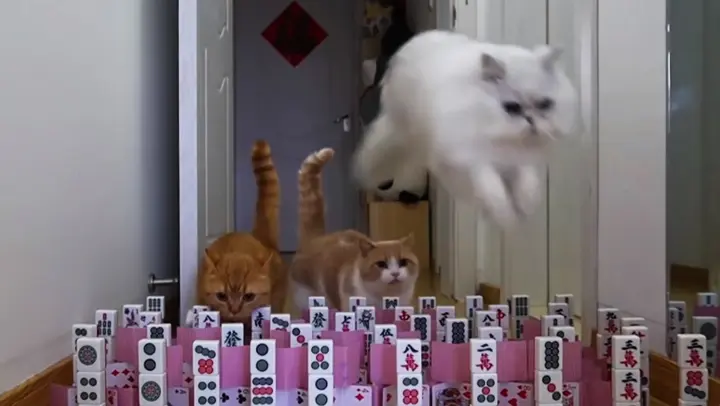 Cats Jump Over Obstacles Challenge - Mahjong