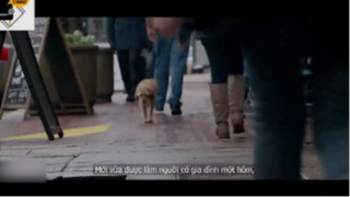 Đây Là Chú Chó Thông Minh Nhất Thế Giới, Mới Vừa Được Nhận Nuôi Đã Cứu Chủ Nhân 3 #reviewphim