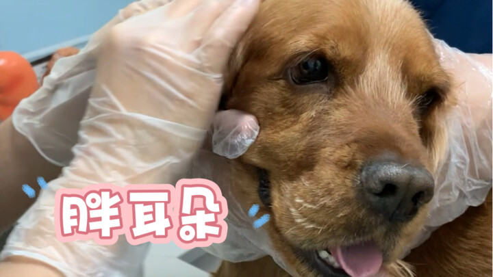 Mùa hè ve chó nhiều, các bạn dắt chó đi dạo nhớ tránh xa bụi cỏ và tẩy giun đúng lịch trình nhé!