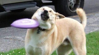 Funny Cats And Dogs Videos 🐱🐶 Funniest Animals - Videos of Funny Animals ZZZ