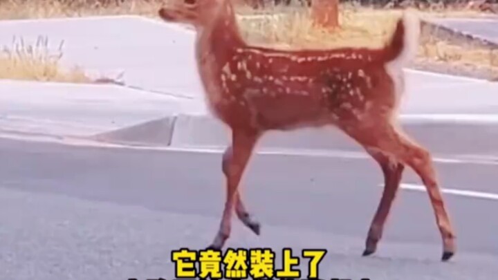 Rusa ini, dia mudah dimengerti.