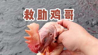 ไก่กู้ภัยพี่