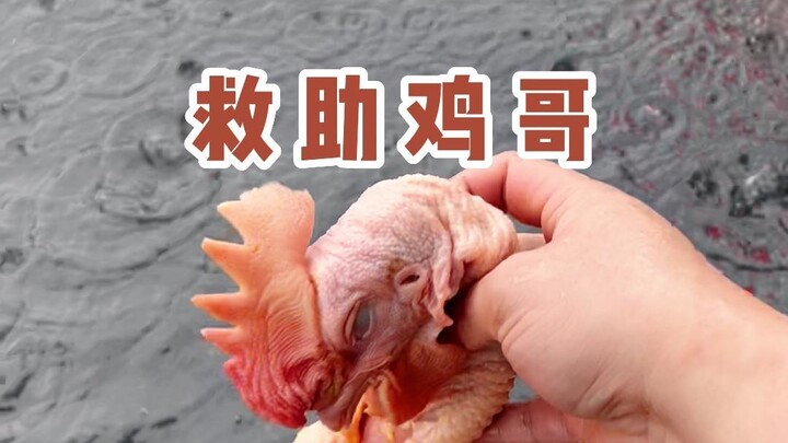 ไก่กู้ภัยพี่