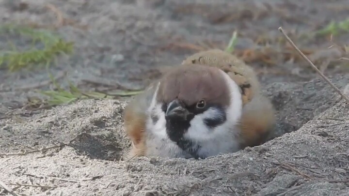 Chim sẻ nằm trên cát dễ thương quá đi!