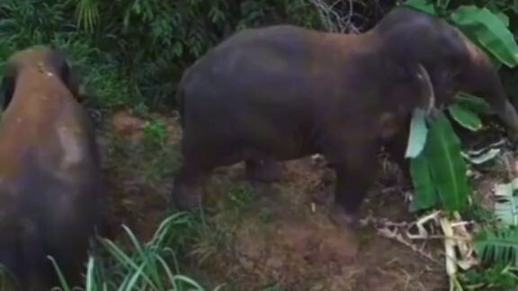 ช้างคอหูพับ..ผู้น่าสงสาร