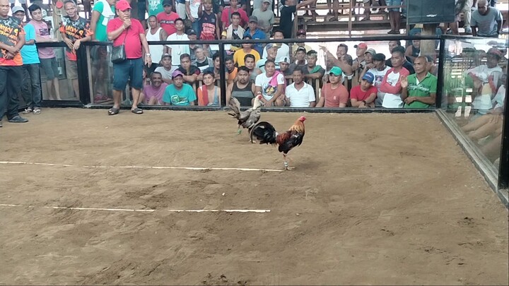 salamat sa nagbitaw na sumugal ng malaki sa manok ko, salamat sir Rey Sulla conqueror's henny