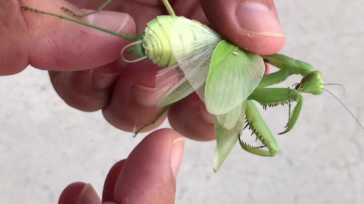 [Animals]Taking hairworms out from mantis using bare hands