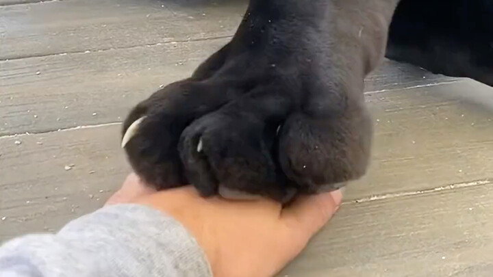 Main game susun cakar sama Black Panther, malah jadi kesel di akhir～