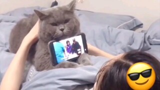 Kucing dari keluarga miskin sudah jadi pemimpin sejak dini!