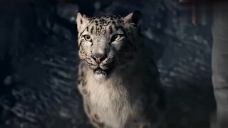 Movie title: Snow Leopard Shut Up