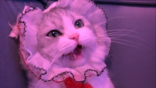 这一看就不是那种正经人家的小猫啊