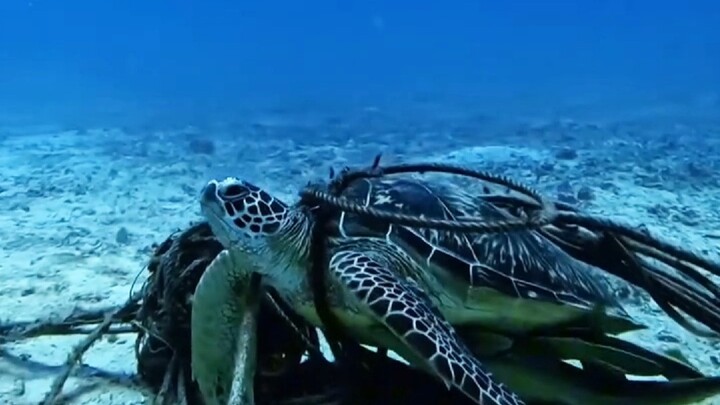 Rùa biển: Cảm giác tự do thật tuyệt!