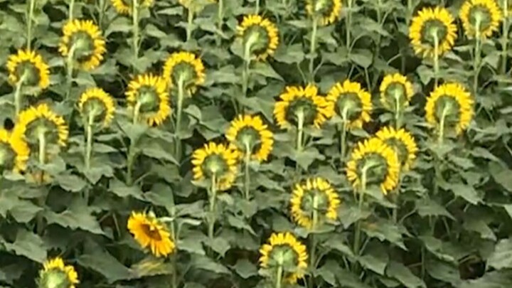 《鲜 花》