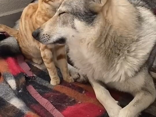 Chỉ những chú mèo có địa vị cao mới được liếm các chú mèo khác, và chỉ những chú chó có địa vị cao m