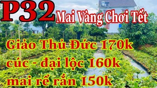 mai vàng chơi tết p32 | 0902166514  C .Phương | Giảo thủ đức - đại lộc - cúc 24-36