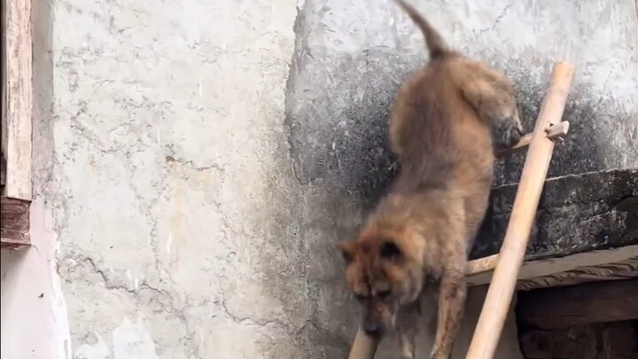 Up and down in one smooth motion—truly worthy of the ancestors' strict selection!