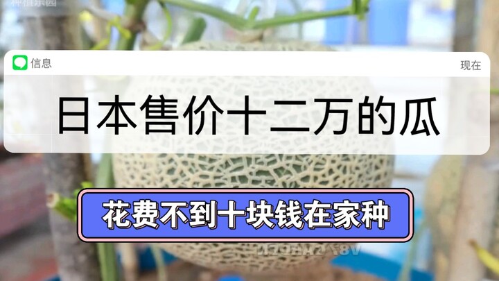 【مملكة الزراعة】 أحدث أعمالي، هيا بسرعة وتعرّف عليها أولًا!